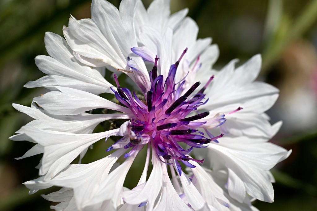 akkerranden akkerrand bloem bloemen flora hdr polder gewas landbouw biodiversiteit landschap cannabis wiet marihuana hasj hennep